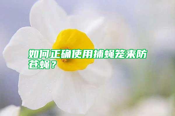 如何正確使用捕蠅籠來防蒼蠅？