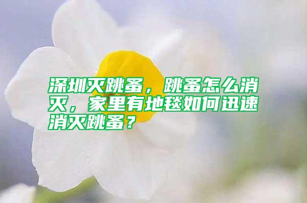 深圳滅跳蚤，跳蚤怎么消滅，家里有地毯如何迅速消滅跳蚤？