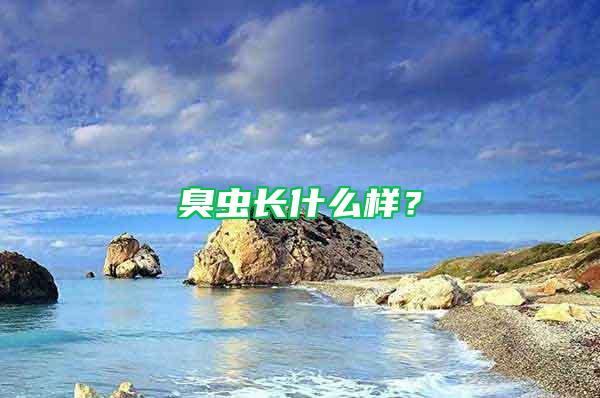 臭蟲(chóng)長(zhǎng)什么樣？