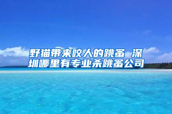 野貓帶來咬人的跳蚤 深圳哪里有專業(yè)殺跳蚤公司