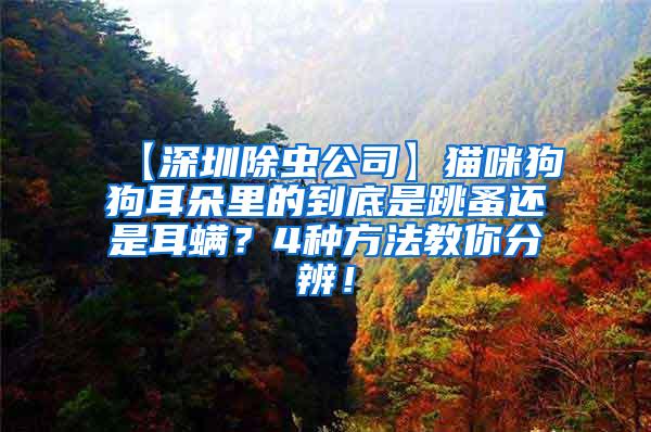 【深圳除蟲(chóng)公司】貓咪狗狗耳朵里的到底是跳蚤還是耳螨？4種方法教你分辨！