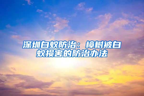 深圳白蟻防治：樟樹被白蟻損害的防治辦法