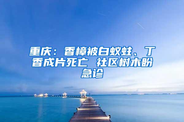 重慶：香樟被白蟻蛀、丁香成片死亡 社區(qū)樹木盼急診