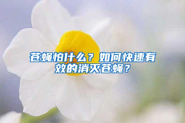 蒼蠅怕什么？如何快速有效的消滅蒼蠅？