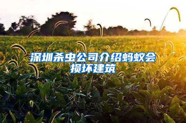 深圳殺蟲公司介紹螞蟻會損壞建筑