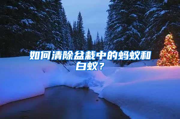 如何清除盆栽中的螞蟻和白蟻？