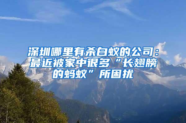 深圳哪里有殺白蟻的公司：最近被家中很多“長翅膀的螞蟻”所困擾