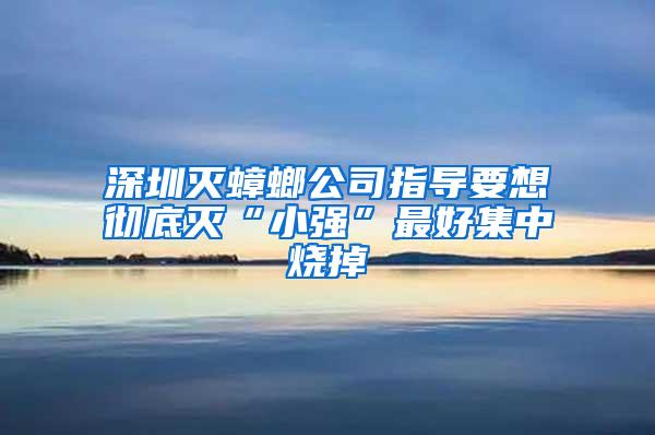 深圳滅蟑螂公司指導(dǎo)要想徹底滅“小強(qiáng)”最好集中燒掉