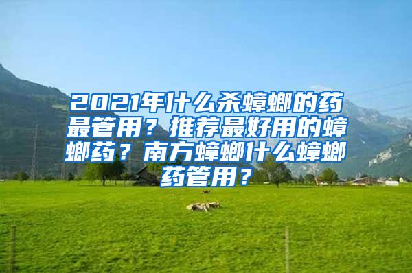 2021年什么殺蟑螂的藥最管用？推薦最好用的蟑螂藥？南方蟑螂什么蟑螂藥管用？