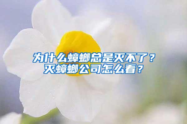 為什么蟑螂總是滅不了？滅蟑螂公司怎么看？