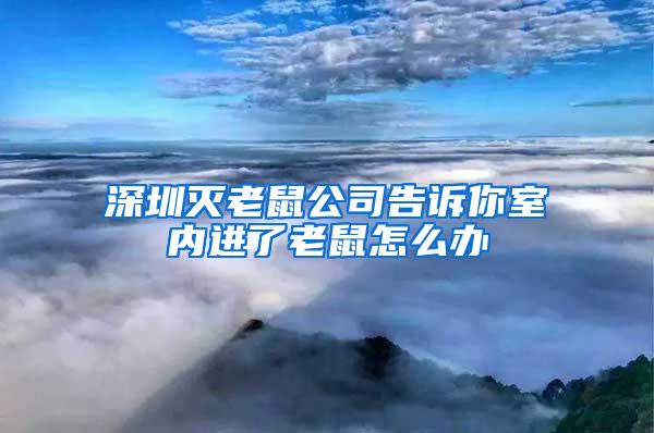 深圳滅老鼠公司告訴你室內(nèi)進了老鼠怎么辦