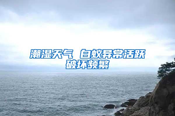 潮濕天氣 白蟻異?；钴S破壞頻繁