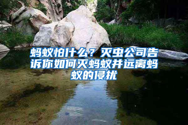 螞蟻怕什么？滅蟲公司告訴你如何滅螞蟻并遠(yuǎn)離螞蟻的侵?jǐn)_