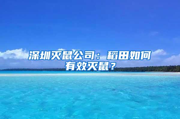 深圳滅鼠公司：稻田如何有效滅鼠？