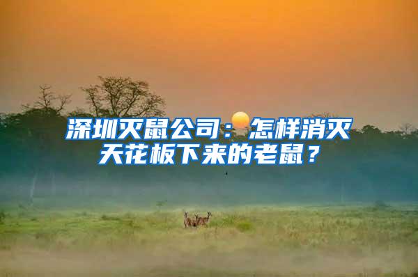 深圳滅鼠公司：怎樣消滅天花板下來(lái)的老鼠？