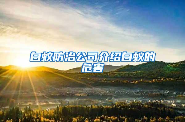 白蟻防治公司介紹白蟻的危害