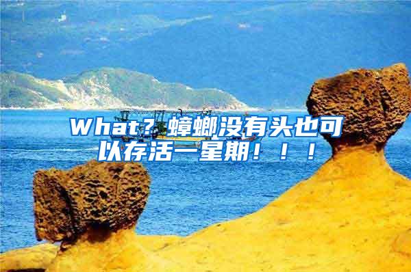 What？蟑螂沒有頭也可以存活一星期?。?！