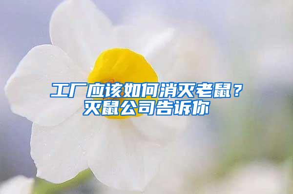 工廠應該如何消滅老鼠？滅鼠公司告訴你