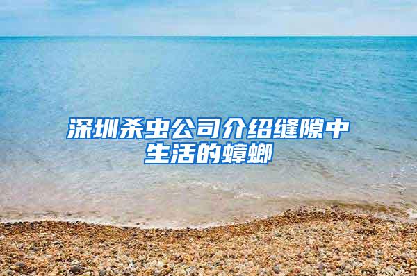 深圳殺蟲公司介紹縫隙中生活的蟑螂