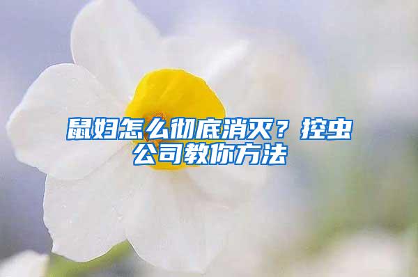 鼠婦怎么徹底消滅？控蟲公司教你方法