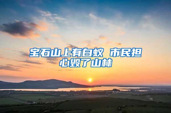 寶石山上有白蟻 市民擔(dān)心毀了山林