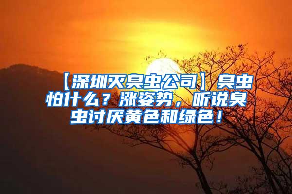 【深圳滅臭蟲公司】臭蟲怕什么？漲姿勢，聽說臭蟲討厭黃色和綠色！