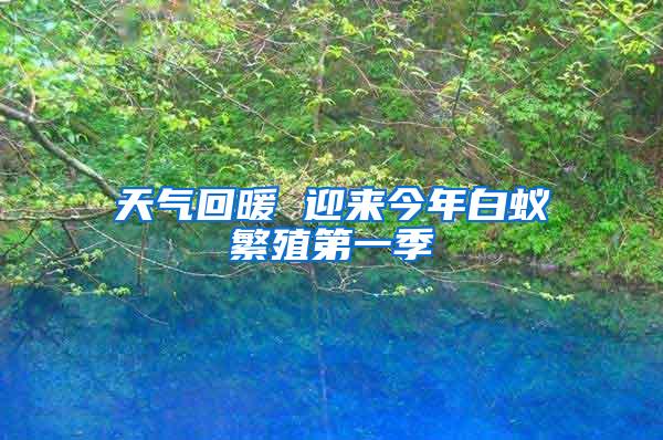 天氣回暖 迎來今年白蟻繁殖第一季