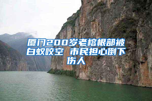 廈門200歲老榕根部被白蟻咬空 市民擔(dān)心倒下傷人