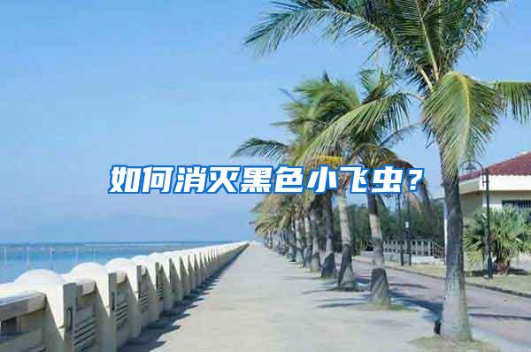 如何消滅黑色小飛蟲？