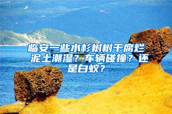 臨安一些水杉樹樹干腐爛 泥土潮濕？車輛碰撞？還是白蟻？