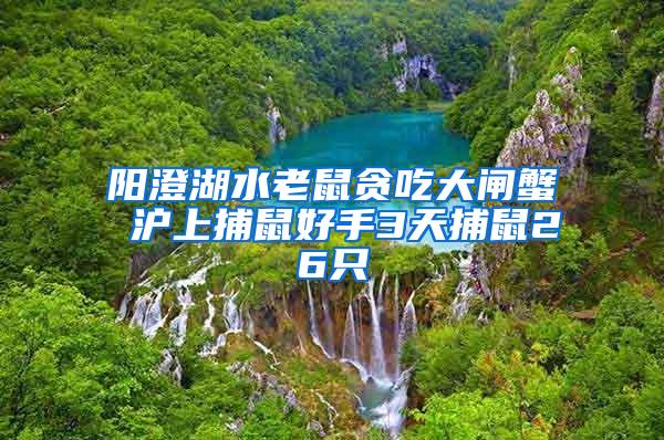 陽澄湖水老鼠貪吃大閘蟹 滬上捕鼠好手3天捕鼠26只