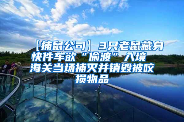 【捕鼠公司】3只老鼠藏身快件車欲“偷渡”入境 海關(guān)當(dāng)場(chǎng)捕滅并銷毀被咬損物品