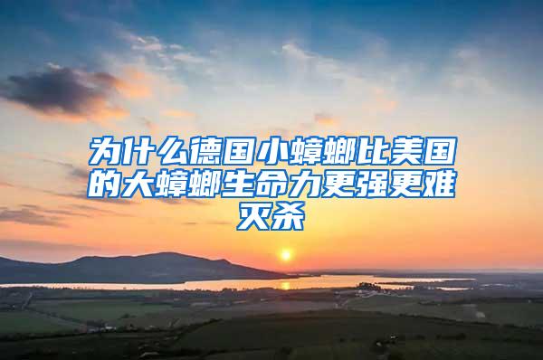 為什么德國小蟑螂比美國的大蟑螂生命力更強(qiáng)更難滅殺