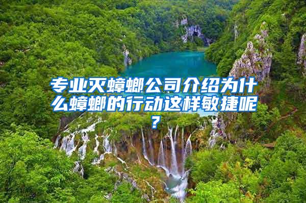 專業(yè)滅蟑螂公司介紹為什么蟑螂的行動(dòng)這樣敏捷呢？