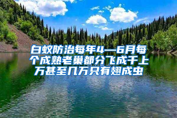 白蟻防治每年4—6月每個成熟老巢都分飛成千上萬甚至幾萬只有翅成蟲