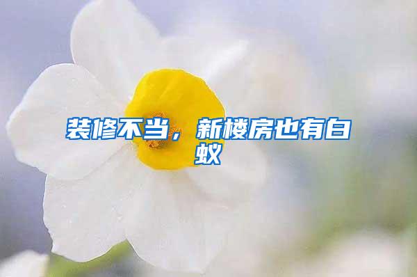 裝修不當(dāng)，新樓房也有白蟻