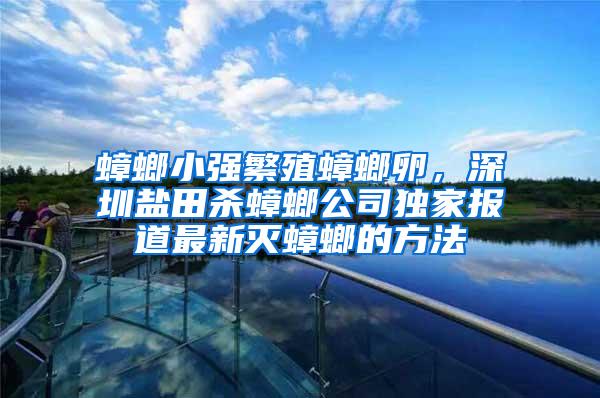 蟑螂小強繁殖蟑螂卵，深圳鹽田殺蟑螂公司獨家報道最新滅蟑螂的方法