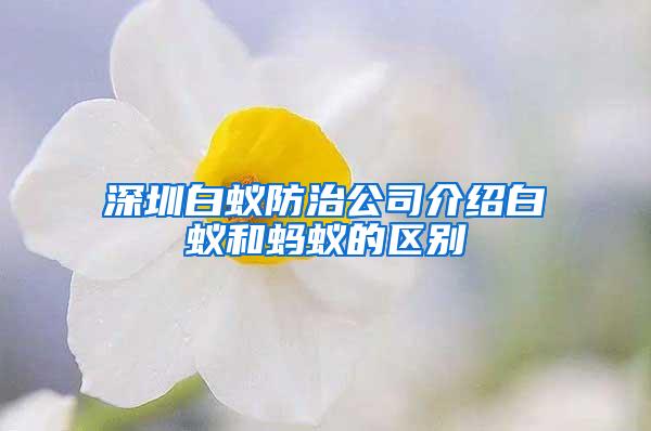 深圳白蟻防治公司介紹白蟻和螞蟻的區(qū)別