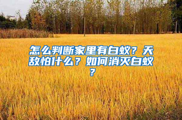 怎么判斷家里有白蟻？天敵怕什么？如何消滅白蟻？