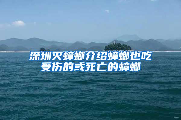 深圳滅蟑螂介紹蟑螂也吃受傷的或死亡的蟑螂