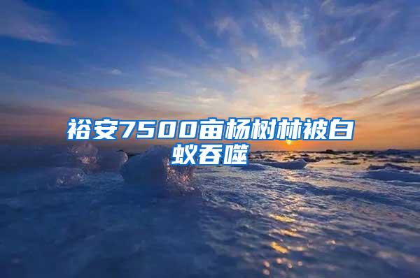 裕安7500畝楊樹林被白蟻吞噬