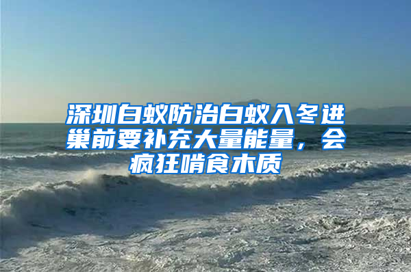 深圳白蟻防治白蟻入冬進(jìn)巢前要補(bǔ)充大量能量，會瘋狂啃食木質(zhì)