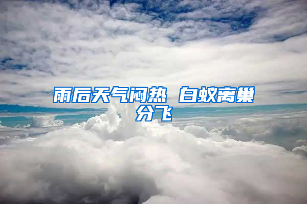 雨后天氣悶熱 白蟻離巢分飛