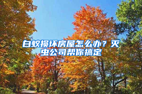 白蟻損壞房屋怎么辦？滅蟲公司幫你搞定