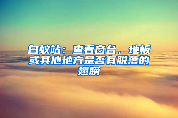 白蟻站：查看窗臺、地板或其他地方是否有脫落的翅膀