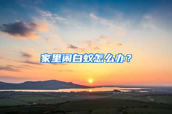 家里鬧白蟻怎么辦？