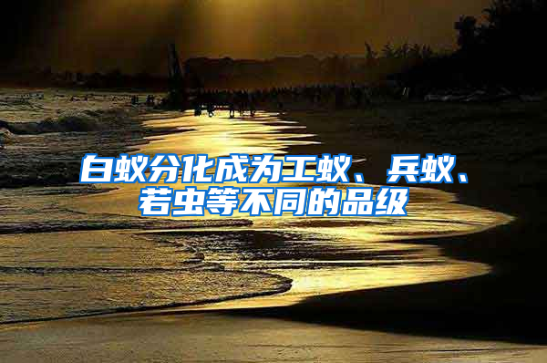 白蟻分化成為工蟻、兵蟻、若蟲等不同的品級(jí)