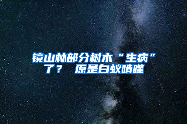 鏡山林部分樹木“生病”了？ 原是白蟻啃噬