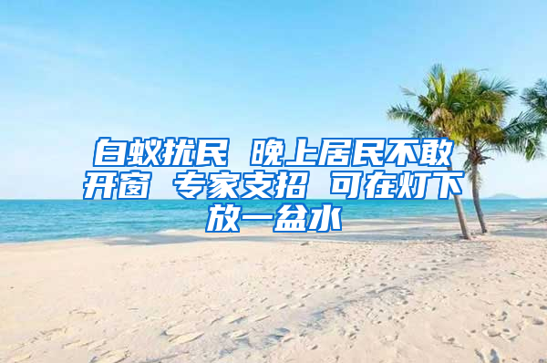 白蟻擾民 晚上居民不敢開窗 專家支招 可在燈下放一盆水